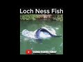 Loch ness catfish  fishing silure shorts