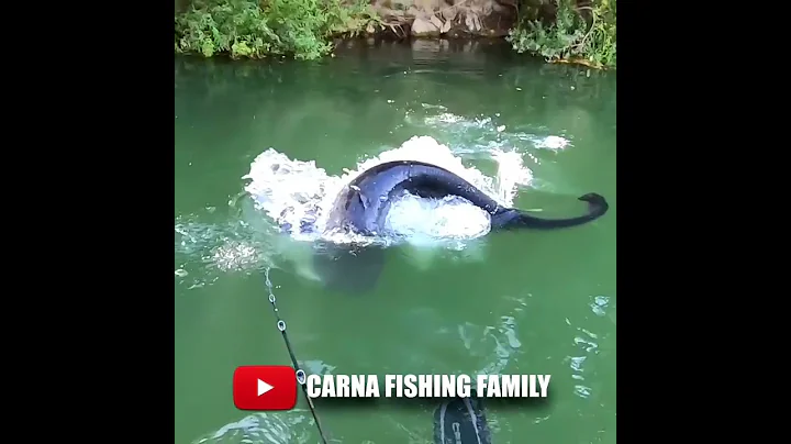 LOCH NESS CATFISH 😱 #fishing #silure #shorts