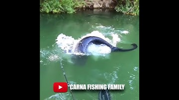 Thumbnail of LOCH NESS CATFISH 😱 #fishing #silure #shorts