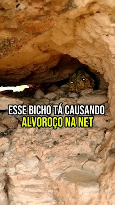 MALAMÉ AMARELO é real ou FAKE?? | #animal #animais #urutau #aves # ...