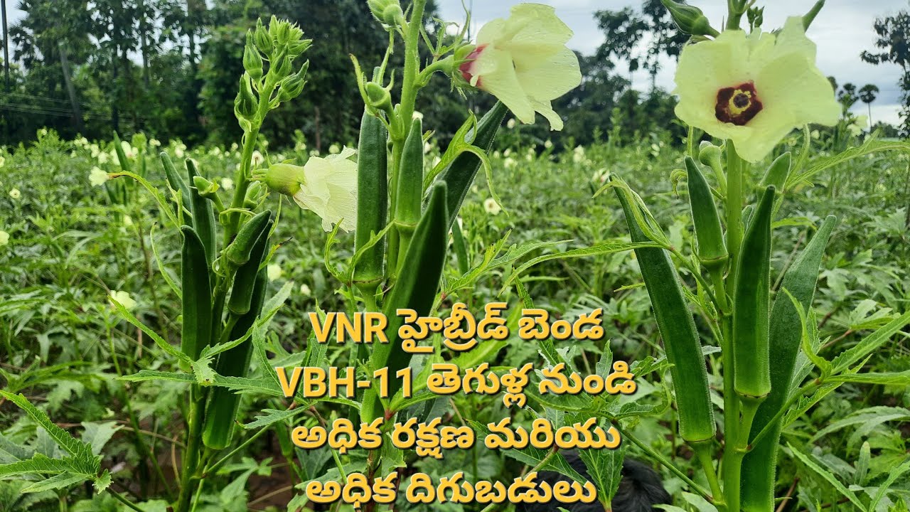 Benda#VNR SEEDS HYBRID BHENDI VBH-11#agricultural
