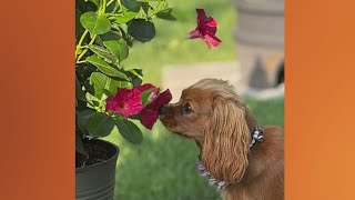 Doggone Weather in Northeast Ohio: Meet Ruby