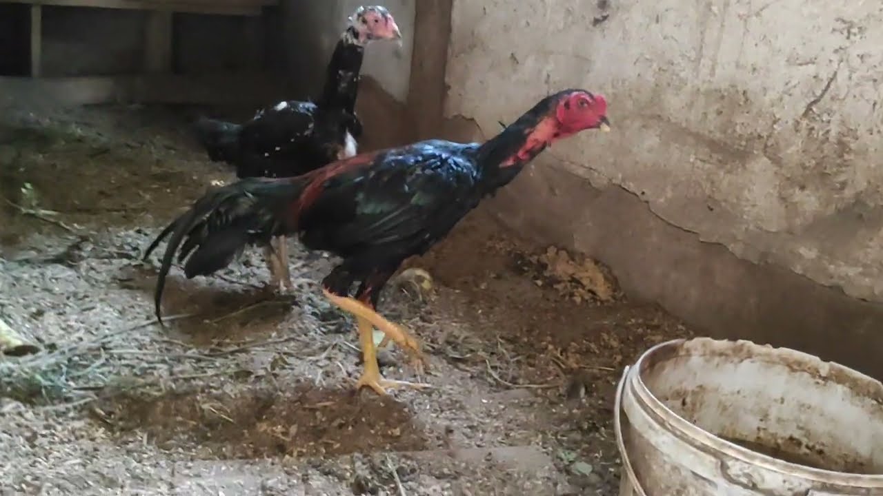 /// YAVRU HOROZLARINIZ NASIL ERKEKLEŞİR ///