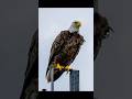 American Bald Eagle I Photographed Earlier Today At Work!