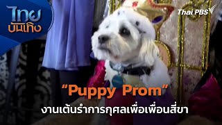 Puppy Prom งานเต้นรำการกุศลเพื่อเพื่อนสี่ขา | ไทยบันเทิง | 22 พ.ค. 67