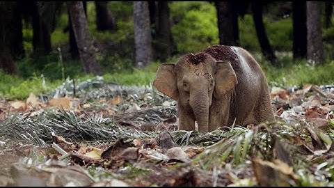 Tabin joint electric-fencing initiative