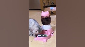 Dispenser pakan kucing