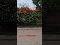 4200sqft corner plot sale in Ruchi khand 1st #new #trending #share #plot #house #like4like #viral#