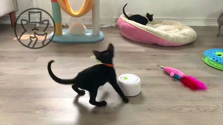 Watch the video about Happy Oriental Shorthair kitties