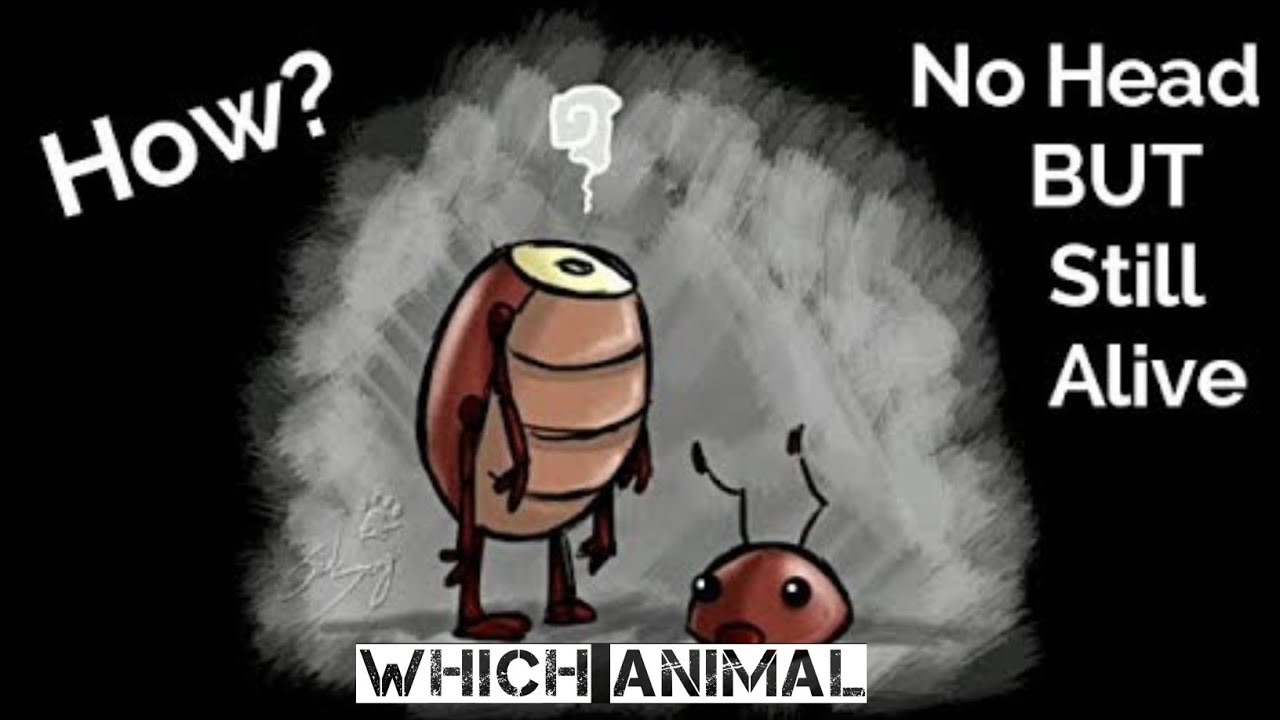 There is a animal who can live without head for 7min YouTube