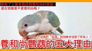 嘿！猶豫要不要養「和尚」嗎？我們募集了老前輩飼養的5大理由！先看完再決定吧！【鸚鵡小木屋】【五大理由系列EP2】