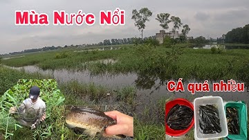 TẬP 61 .Mùa Nước Nổi Thăm chưa đầy 40 Cái Lờ Chạy 37 Con Cá Lóc Cảm Giác Khó Tả @DuaConCanTho