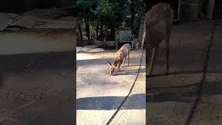 Momma  Doe  child abuse gives offspring little tough love#deer #wildlife