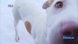 Keeping pets warm in winter: Advice from local experts
