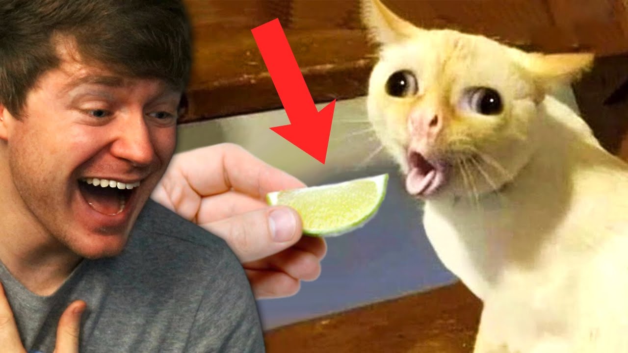 Impossible Try Not to Laugh Challenge!