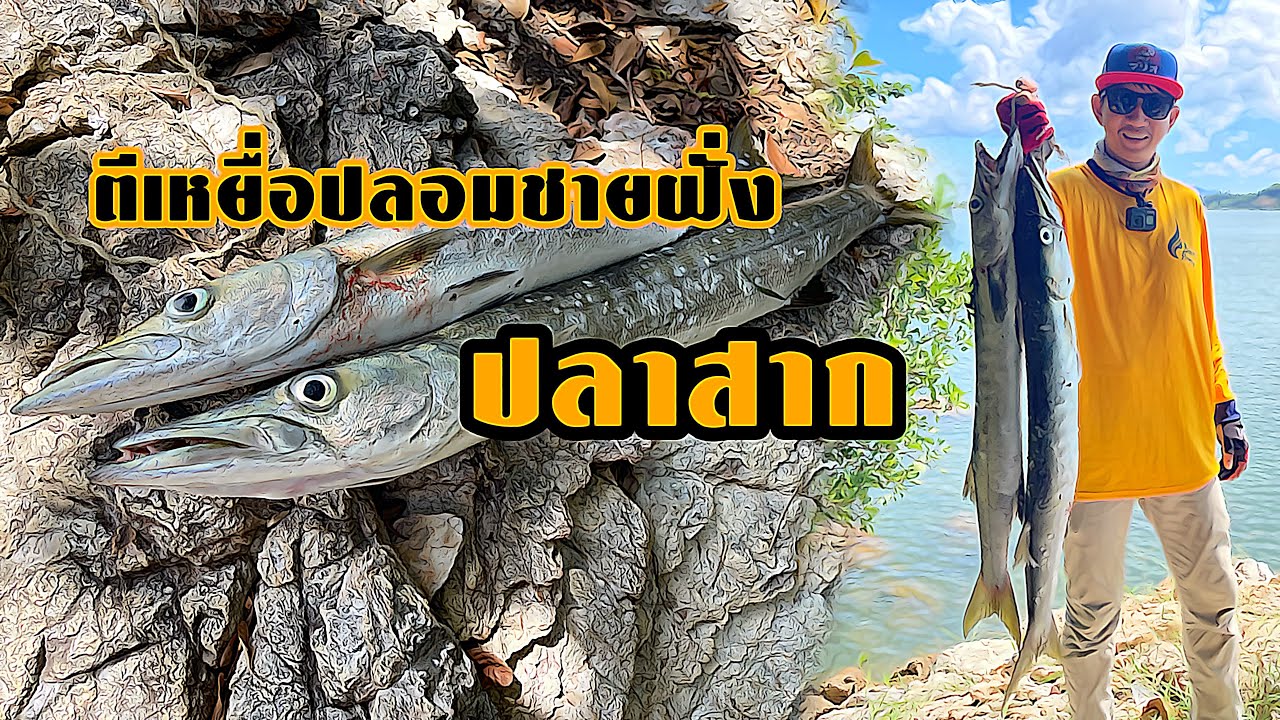EP.22 ตกปลาสากชายฝั่ง ซ้ำหมายเดิมมีตัวเป็นโดน Barracuda