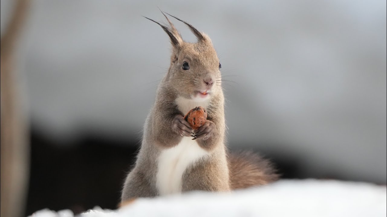 2026 2 23円山動物園 リラ ライトララ