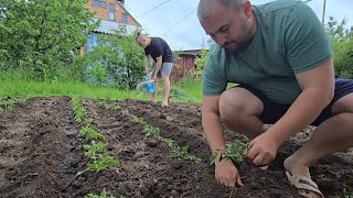 🍅ПОМИДОРЫ🍅 САЖАЮ ТОЛЬКО ТАК, ВЫРАСТУТ ДАЖЕ В АСФАЛЬТЕ! ДАЖЕ РЕБЁНОК СПРАВИТЬСЯ!!!