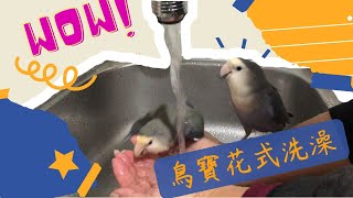 【鸚鵡】鳥寶飛比皮皮花式洗澡WHAT 竟然用水龍頭