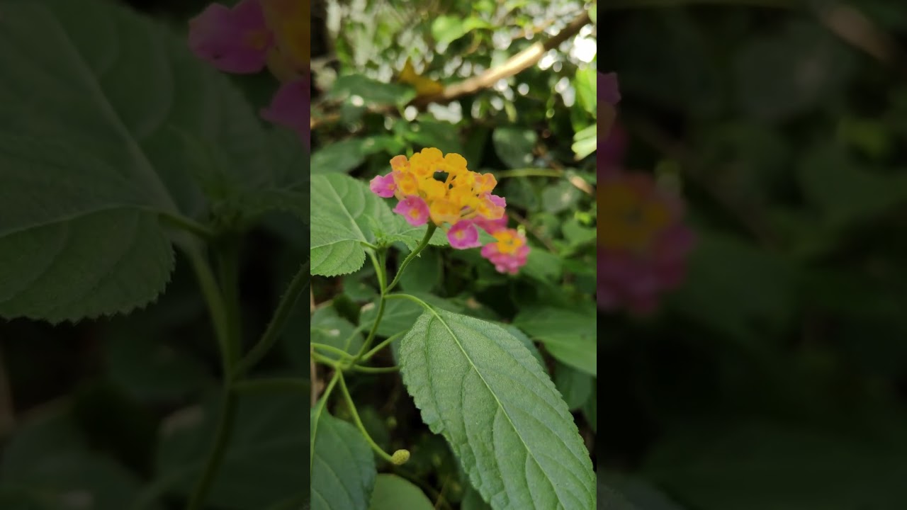 🌸 Can You Guess This Flower? 