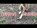 Как #кошка поймала  #мышку Или  #мышь которая пыталась убежать #cat caught #mouse