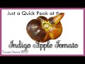 Indigo Apple Tomato Quick Look Review