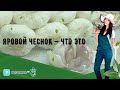 Яровой чеснок — что это