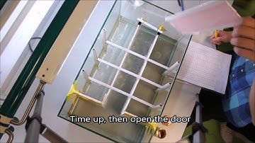 Spatial memory in zebrafish