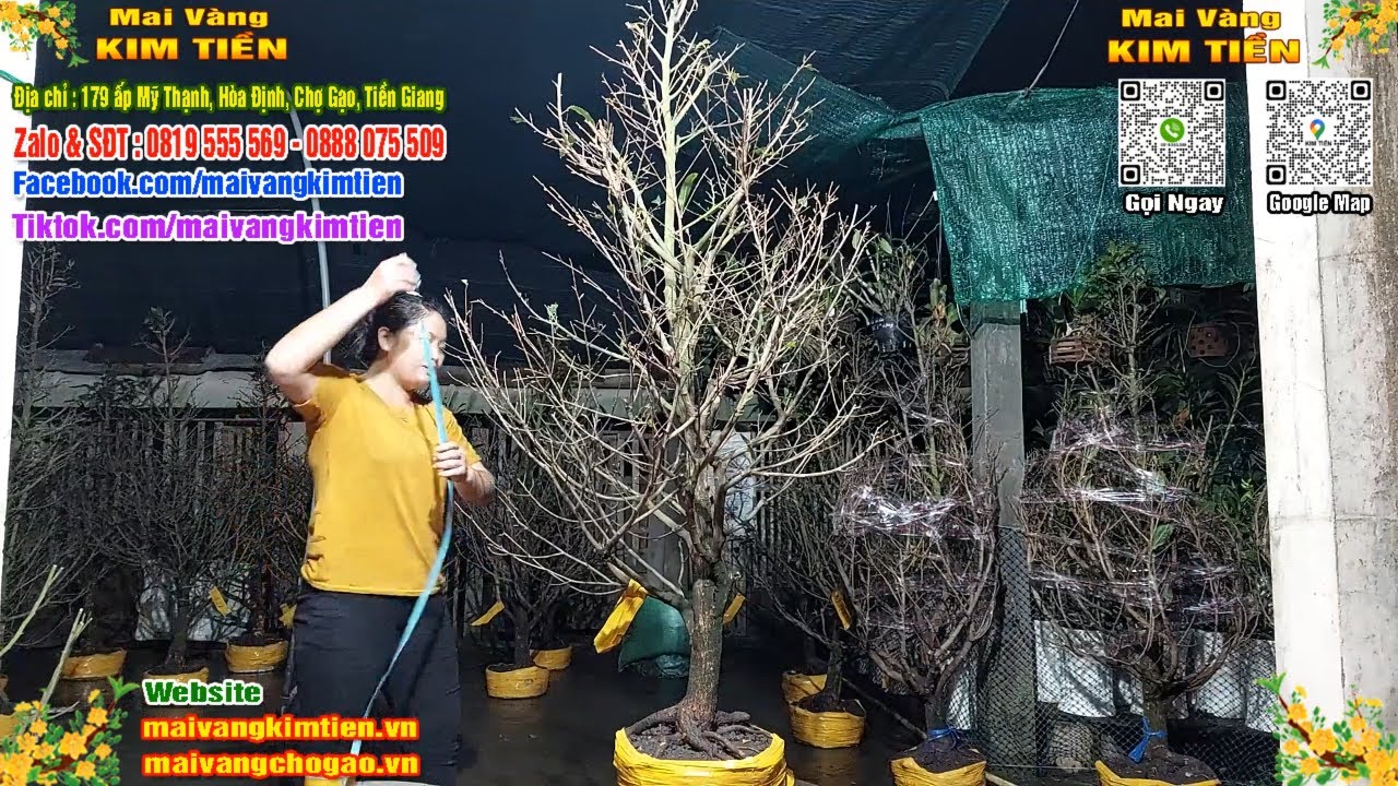 Phôi Mai Thủ Đức Giá Rẻ Bao Ship Bao Sống Toàn Quốc - Mai Vàng Kim Tiền Chợ Gạo