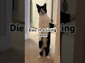 12am Thoughts Cat Catmemes Funny Fypシ