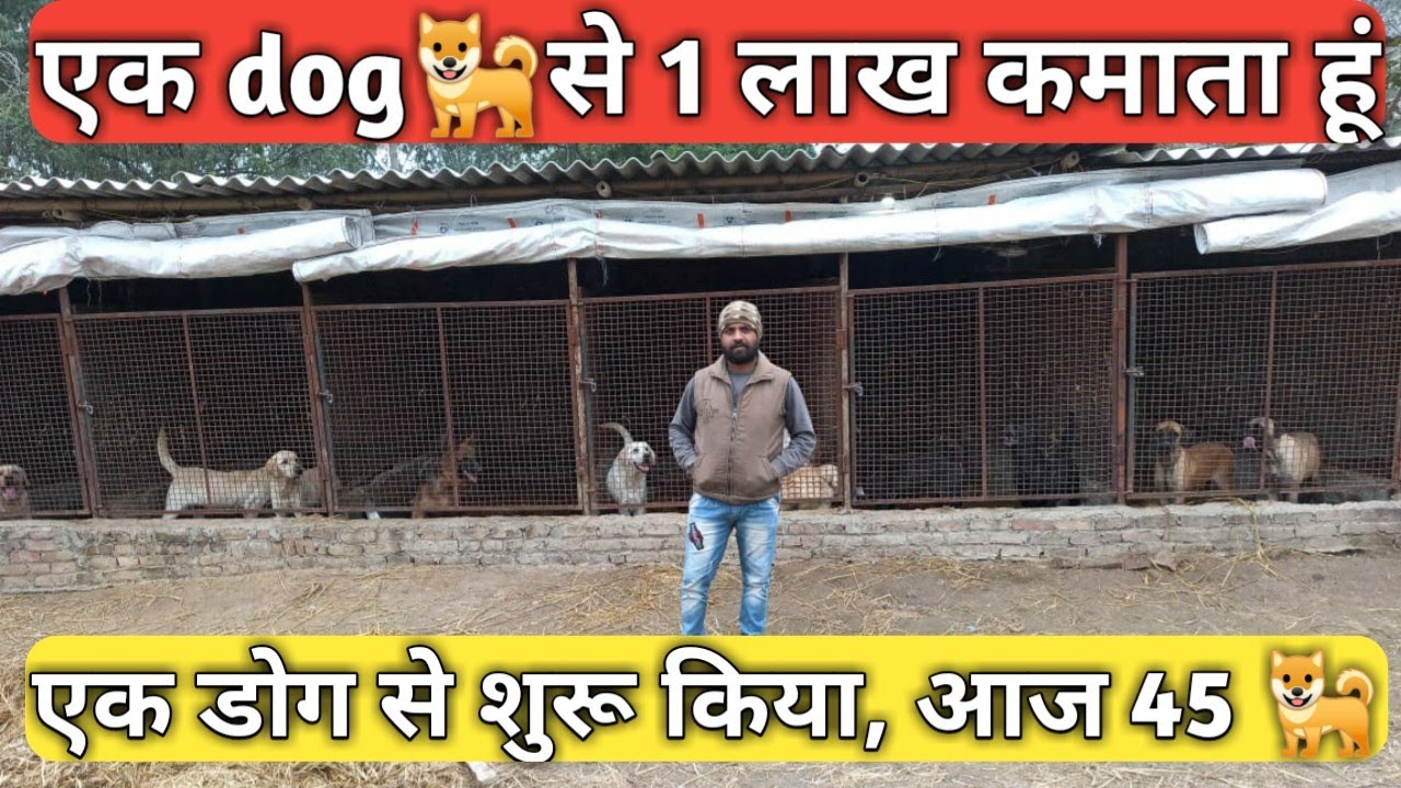 डॉग बिजनेस से लाखों कमाता युवा । dog farm business । Dog farm YouTube