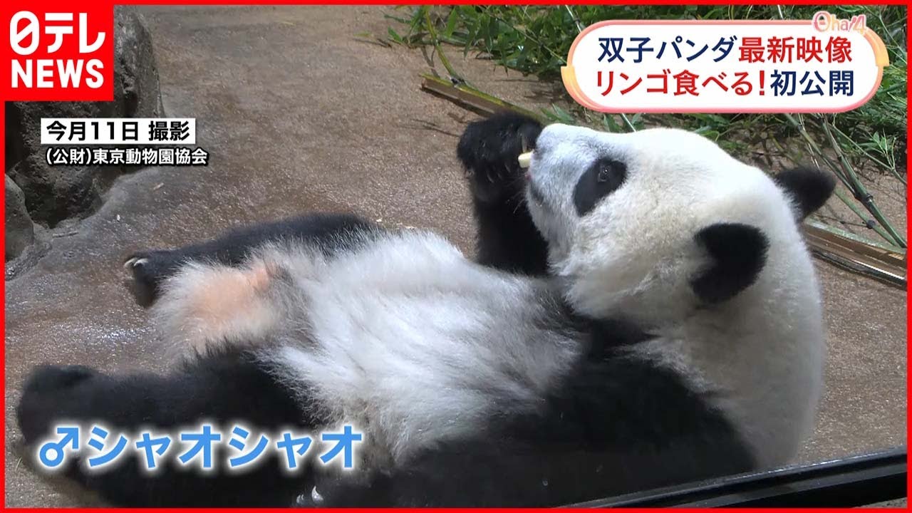 【ぴよサブレページです】大福ハムスターちゃんりんごのパンダちゃん2体セット 双子パンダ】リンゴ食べる様子を初公開 上野動物園 - YouTube