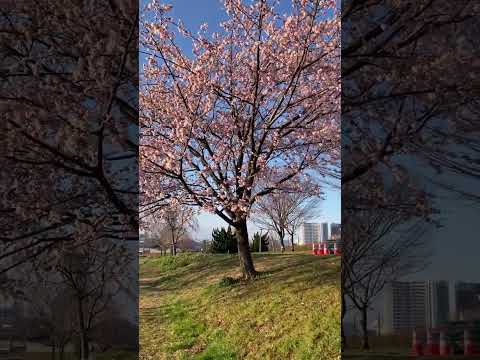 汐入公園　大寒桜　✿　荒川区　南千住　芝生　土手　☆　東京スカイツリー　♬　2024年　3月9日　☀　早朝　さくら　桜　　日の出　太陽 @iamshinya777