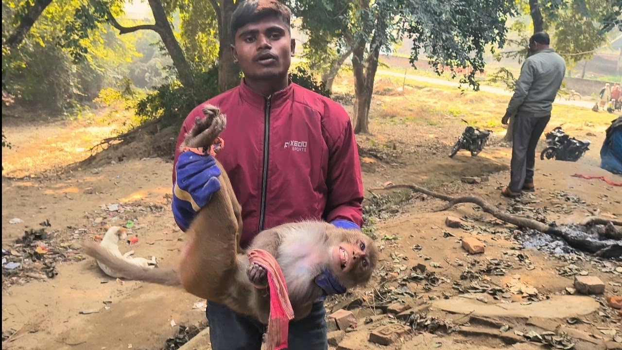 चंचल बंदर: जंगल का नटखट कलाकर”