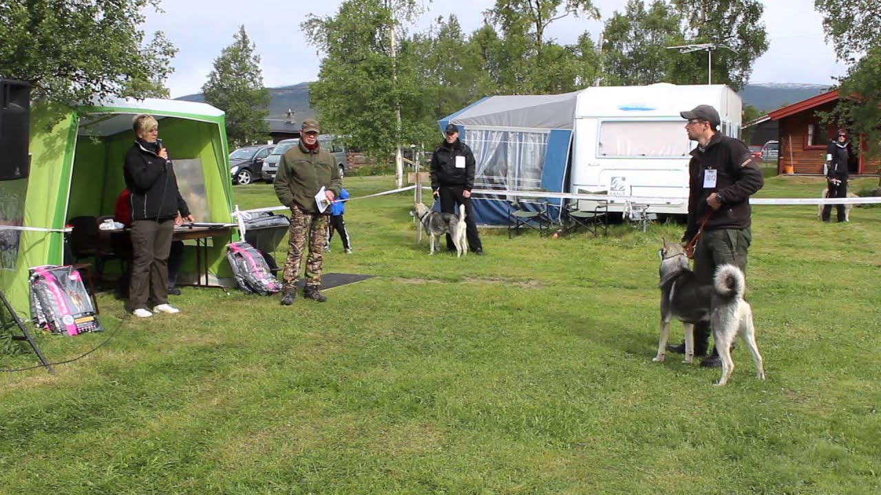 Dombås dag 2 - hundeutstilling