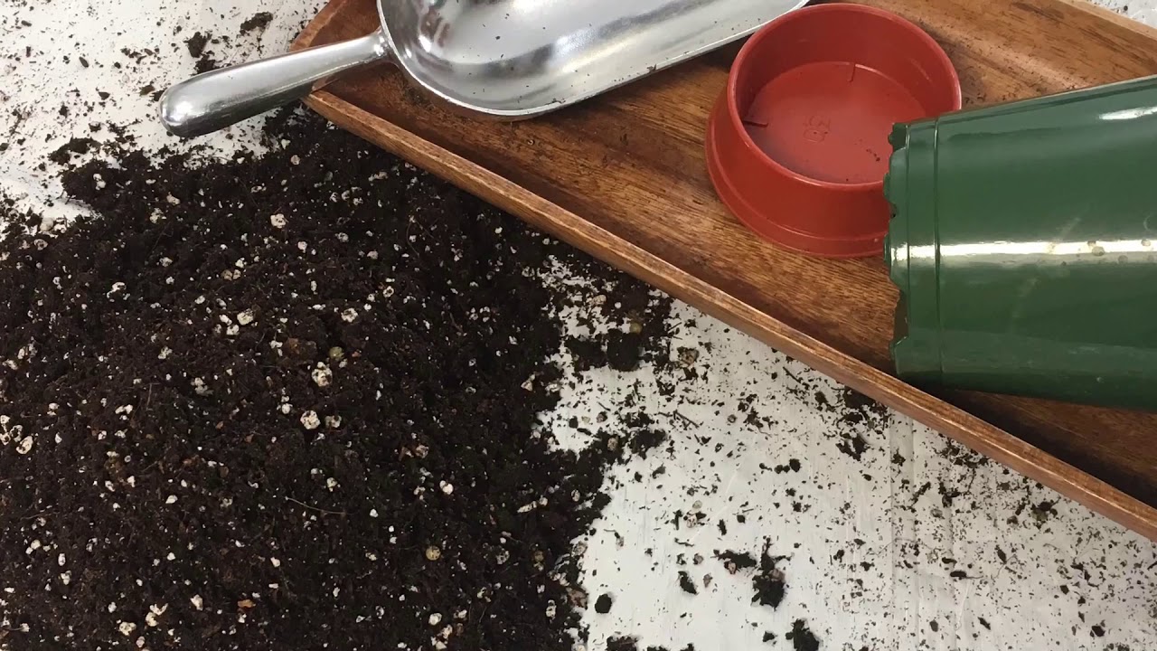 Que Tierra Utilizo Para Mis Plantas De Interior YouTube