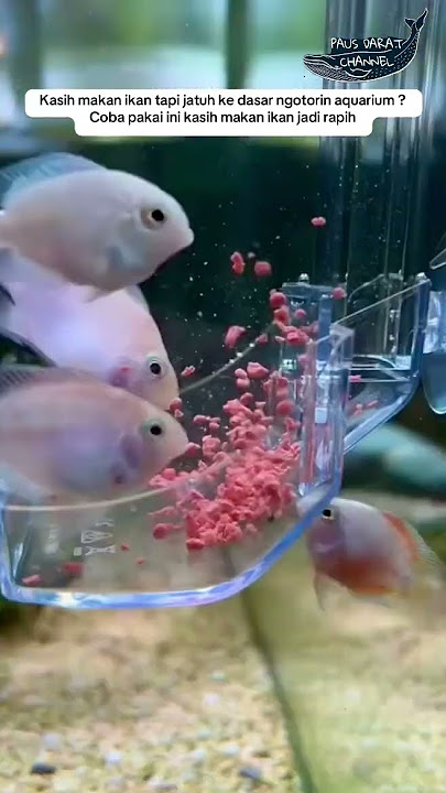 Tempat pakan #kolam #air #water #ikan #ikanhias #fish #aquascape #aquarium #fyp #funny #pets #pet