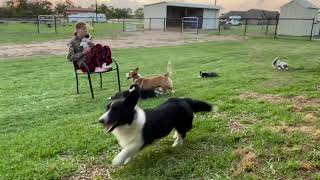 Cardigans, friends, puppy and momma playtime, and herding by Uncle Wren by Wyndower Cardigans 1,457 views 2 years ago 8 minutes, 55 seconds