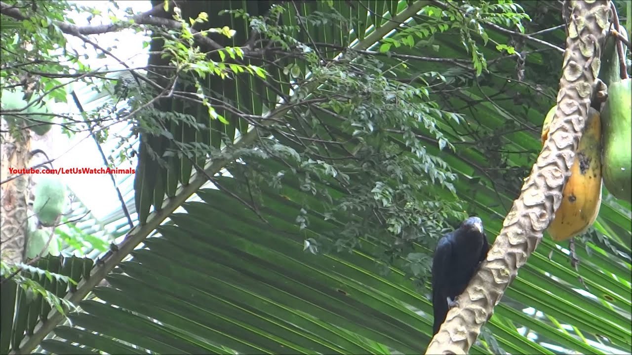 camera iphone 8 plus apk Birds fighting over food - भोजन के लिए लड़ते पक्षी - പപ്പായ തിന്നാന് കലഹിക്കുന്ന പക്ഷികള്