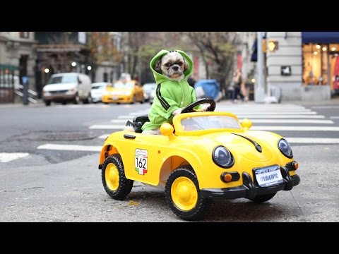 Video: Výstava fotografií psov v autách