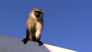 Vervet Monkey Turf Wars - Inside South Africa’s Luxury Estate Showdown