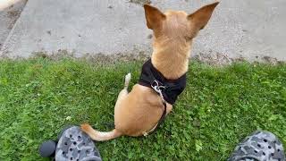 Voyager Dog Harness Review For Small Dogs