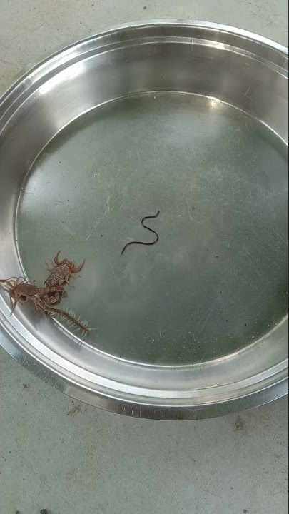 World war - 3 between Centipede , scorpion and Snake baby!  #news #latestnews