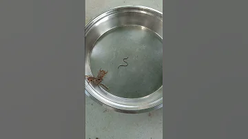 World War 3 Between Centipede Scorpion And Snake Baby News Latestnews 