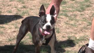 Help keep the City of Dover clean by picking up after pets