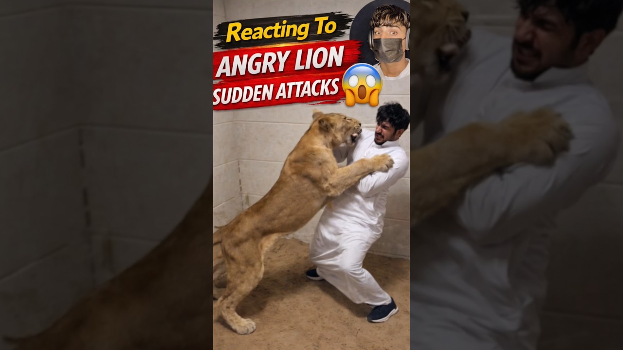 Angry Lion Sudden Attacks 🔥🦁😱  | Apo Shorts |