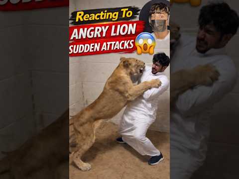 Angry Lion Sudden Attacks 🔥🦁😱 | Apo Shorts |