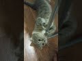 После суток одиночества Масюни 🐱