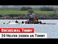 20 Helfer ziehen Buckelwal Timmy aus der Bucht von Poel