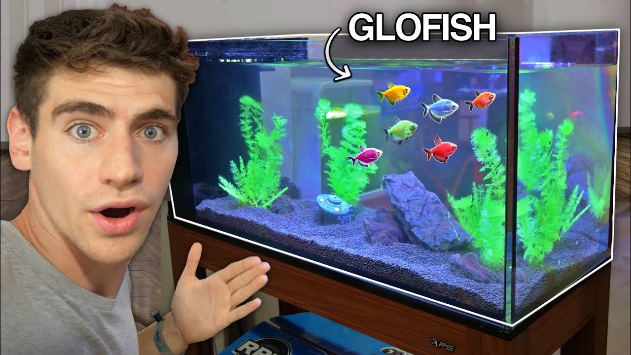 How Many Glofish In A 3 Gallon Tank? A Comprehensive Guide - Badman's  Tropical Fish